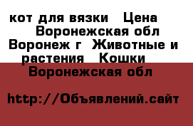 кот для вязки › Цена ­ 500 - Воронежская обл., Воронеж г. Животные и растения » Кошки   . Воронежская обл.